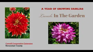 Lunch In The Garden Webinar Series 2022, A Year of Growing Dahlias