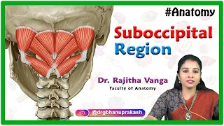 Anatomy of the suboccipital region -  Suboccipital triangle, Suboccipital muscles