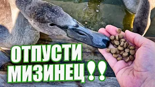 Какой смелый птенец! Белые лебеди, 4K