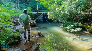 Trout Fishing an INCREDIBLE Tiny Creek!! (Brown, Brook, and Rainbow Trout)