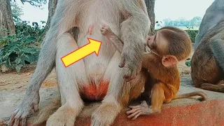 Hungry baby monkey trying milk your mother
