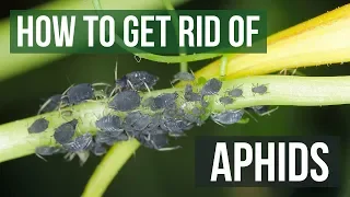 How to Get Rid of Aphids Guaranteed (4 Easy Steps)