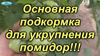 Томаты будут крупными, если провести эту подкормку!!!!