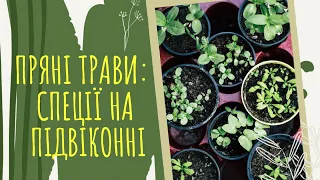 ПРЯНІ трави: СПЕЦЇ на ПІДВІКОННІ 🌿🍀 14 пряних ТРАВ, які можна виростити ВДОМА 🌿🍀 🎋