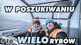 Jak wybrać się na wieloryby na Islandii? 🐋