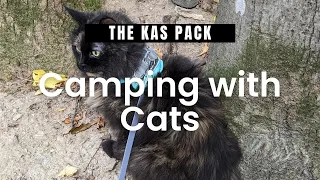 Camping with Cats