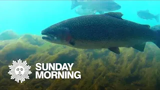 Nature: Rainbow trout