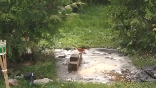 Cardinal, Chipmunk