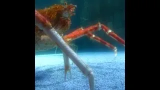 Japanese Spider Crab mating behaviour