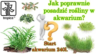How to properly plant plants in an aquarium? 240l aquarium start.