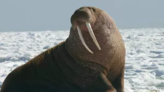 Walrus Facts  Interesting Facts about Walrus  Facts about Walrus