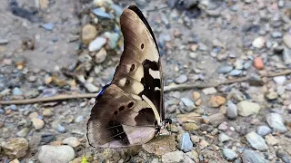 Morpho rhetenor in slo mo