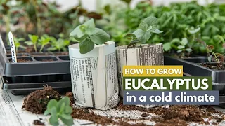 How to Grow Eucalyptus in a Cold Climate