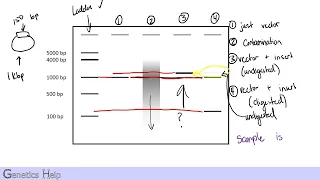 Gel Electrophoresis: What it is and how it works