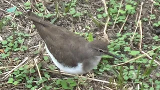 Common Sandpiper ( Actitis hypoleucos ) at the Riverside in November and December 2023