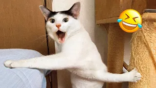 Funniest Animals 😄 New Funny Cats and Dogs Videos 😹🐶 2024 Part 33