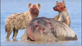 Blood thirsty Hyenas eating hippo alive 2023 | Hyena eating Hippo alive | Hyena eating baby hippo