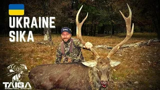 Manchurian Sika Deer Rut in Ukraine (Never Before Seen Footage)!!!