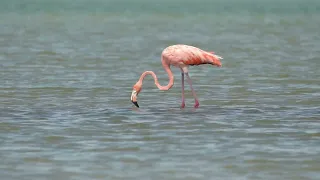 American Flamingos Visit the Tampa Bay Area