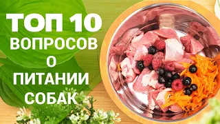 ТОП-10 вопросов о натуральном питании собак