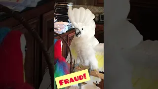 Scary imposter parrot attack!? - Hilarious cockatoo reaction #shorts #retro