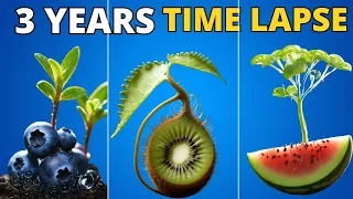 Growing Plants in 4K  TIME LAPSE Compilation (3+ Years)