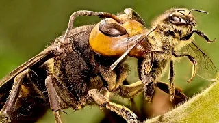 Bees vs Hornets - Incredible Enemies - Amazing Battles