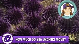 Ask Tierney - How much do sea urchins move in a day?