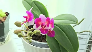 Phalenopsis Orchids: Simplifying My Care with Bark and Moss Media