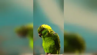 ПОДБОРКА СМЕШНЫХ ПРИКОЛОВ С ПОПУГАЯМИ | FUNNY PARROTS #2