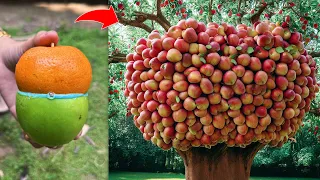 How To Grafting Apple with Orange Tree To Make Amazing Fruit