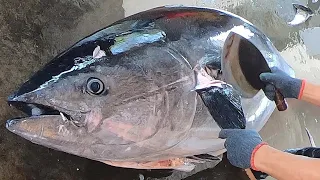 Amazing 300KG giant bluefin tuna cutting Master, Luxurious sashimi