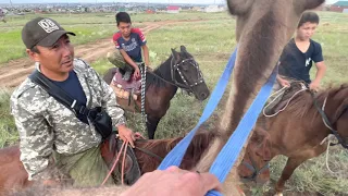 Кочевники РК Верблюжий остров обучение лошадей к верблюдам