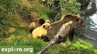 This Week At Brooks Falls - Cute Coy! 09.15.18