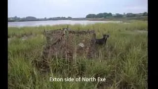 wildfowling pics and the pups first season