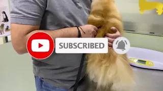 Pomeranian pup not afraid of injections what a brave good boy