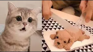 Cat Reaction to Cutting Cake  Funny 😂😂Dog Cake Reaction Compilation  #2 #funny  #cute #petlover