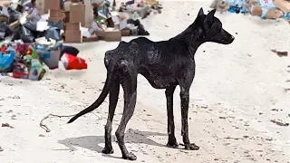 Patitas al Rescate | Encontramos a un viejito que fue abandonado