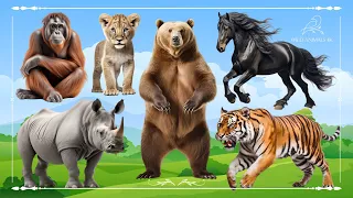 Naughty farm animal moments: Orangutan, Lion, Bear, Horse, Tiger & Rhinoceros - Animal Moments