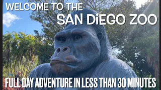 The San Diego Zoo: A Full-Days Adventure in Less than 30 Minutes