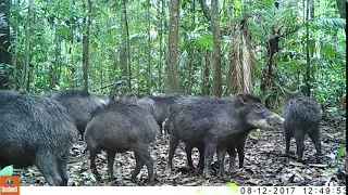 Perú: cámaras trampa registran huanganas en Tambopata