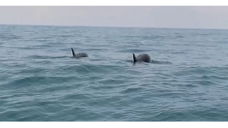 Дельфины в Сочи у берега