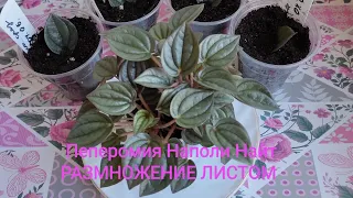 Пеперомия Наполи Найт. Размножение листом.