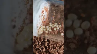 bull ants first brood is a huge number of eggs... crazy!!!