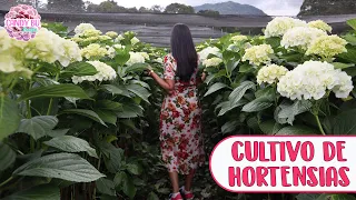 TOUR POR CULTIVO DE HORTENSIAS DE EXPORTACIÓN: Así se cuidan las hortensias a lo grande │Candy Bu