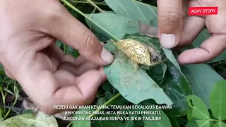 KETIBAN REZEKI NOMPLOK!!  DAPATIN BEBERAPA KEPOMPONG EMAS SEKALIGUS DENGAN ISINYA YANG BIKIN TAKJUB!