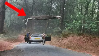 9 Most Bizarre Creatures Found In The Woods!