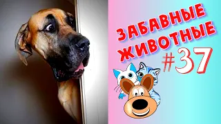 Приколы с Животными #37 / Смешные Животные / Приколы 2020 / Приколы про Животных / Лучшие Приколы