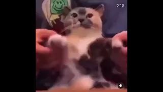 Silly Cat dancing