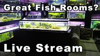 What Makes a Fish Room Great? Bring All Your Fish-Keeping Questions!